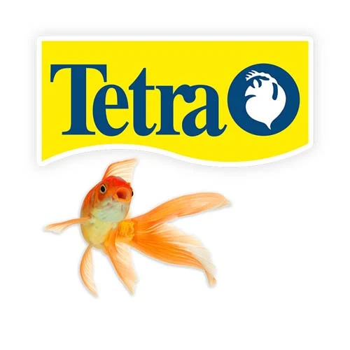 Tetra goldfish