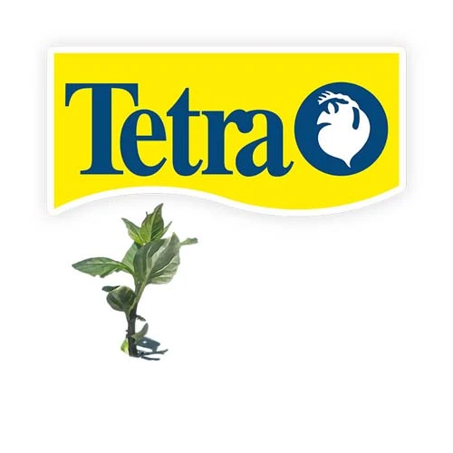 Tetraplant